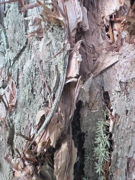 ağaç kabuğu dokusu, soyut arkaplan