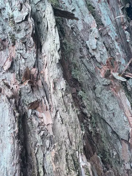 Doğal dokusu olan ağaç kabuğu, yakın görüş.