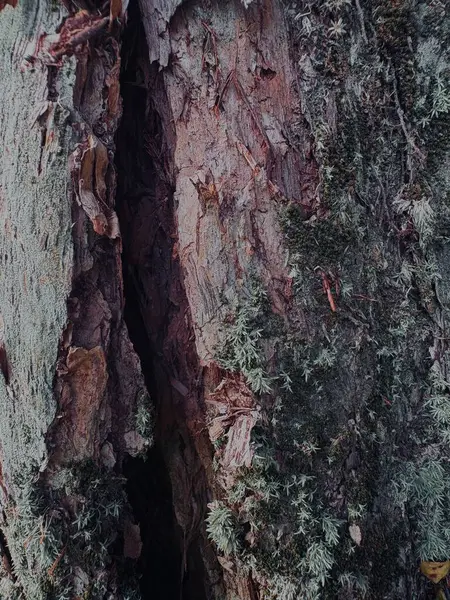 Bir ağaç gövdesinin dikey görüntüsü.