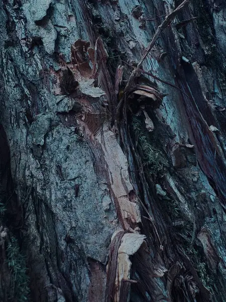 ağaç kabuğu dokusu arkaplanı