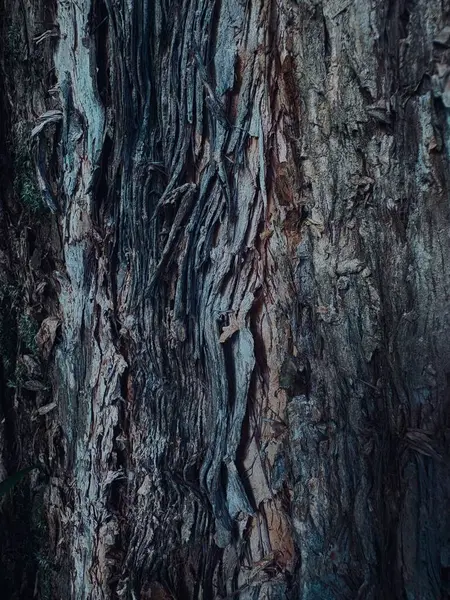 ağaç kabuğu dokusu, arkaplan