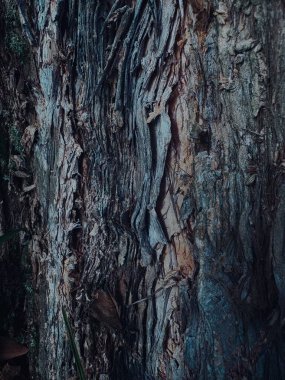 Ormanın güzel manzarası