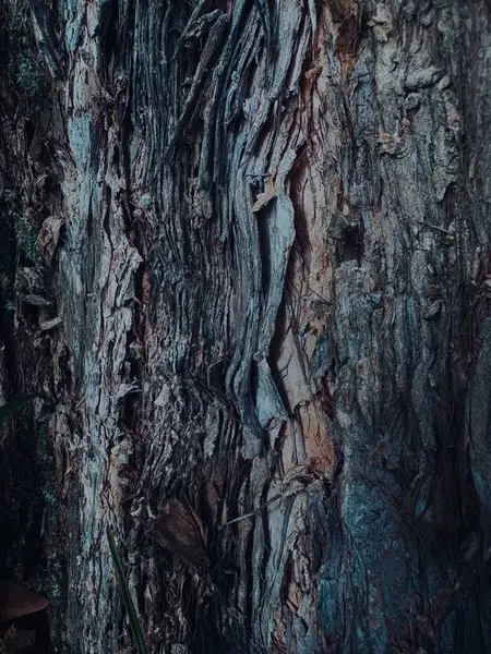 Ormanın güzel manzarası