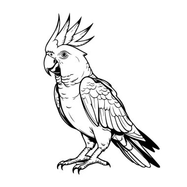 Sülfür armalı kakadunun siyah beyaz çizimi