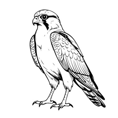 Bir gökdoğan şahinin siyah ve beyaz çizimi