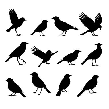 Çeşitli pozlarda on iki kuş silueti.