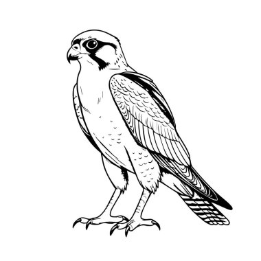 Kerkenez kuşunun siyah beyaz çizimi