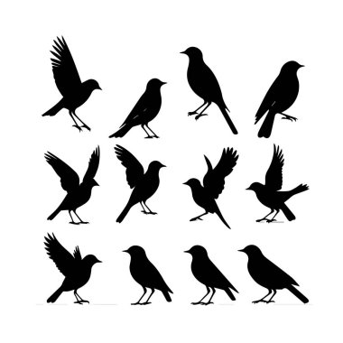Çeşitli pozlarda on iki kuş silueti.