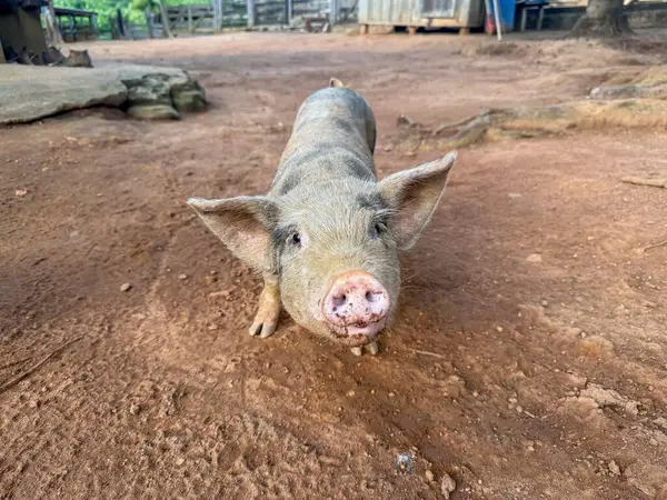 Büyük kulaklı ve pembe burunlu sevimli bir domuz yavrusu yaklaşıyor, meraklı, çiftlikteki çevresini keşfediyor. Toprak, huzurlu ve canlı kırsal atmosferli bir toprak..