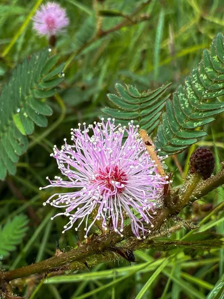 Zarif taç yaprakları olan güzel pembe bir çiçek, beyaz erkek organlarıyla dolu bir merkezi sergiliyor. Yeşil arka plan ve ince yapraklar Flora 'nın güzelliğini vurgulayan sakin, doğal bir atmosfer yaratıyor..
