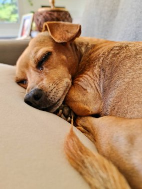 Küçük bir yavru köpek, başını yumuşak bir yastığa koyup, huzur içinde kanepede dinlenir. Huzurlu ifadesi huzur ve huzur verir..