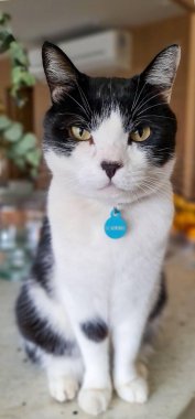 Göze çarpan, kendinden emin bakışları olan siyah ve beyaz evcil bir kedi taş bir yüzeyde oturuyor. Yumuşak ışık kürkünü ve ince gölgelerini aydınlatırken, büyük sarı gözleri merakını gösteriyor. Kedi rahat görünüyor ama rahat bir evde tetikte..