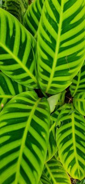 Geniş, çizgili tropikal bir bitkinin yapraklarının yer aldığı canlı yeşil yaprakların güzel bir görüntüsü. Yeşil tonların çeşitliliği ve eşsiz yaprak desenleri tazelik ve bereketli doğa hissi verir..