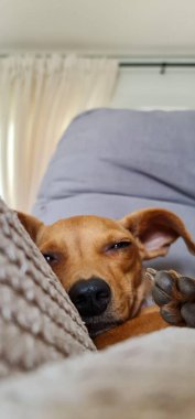 Sevimli bir Dachshund köpeği rahat bir kanepede uyuyor. Yüzünde sakin bir ifadeyle ve bir pençesiyle minderlerin arasında yatıyor..