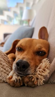Küçük bir yavru köpek, başını yumuşak bir yastığa koyup, huzur içinde kanepede dinlenir. Huzurlu ifadesi huzur ve huzur verir..