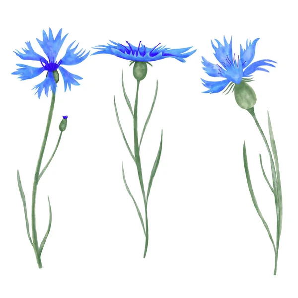Illustration Aquarelle Bleuets Dessinée Sertie Main Mignon Aquarelle Fleurs Prairie — Photo