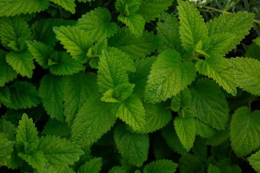 Canlı yeşil nane yapraklarının doğal ışık altında üst görüntüsü. Yakın çekim, zengin dokuyu ve yaprakların tırtıklı kenarlarını yakalıyor. Yoğun bitki bileşimi çerçeveyi boş alan olmadan doldurur, arkaplan kullanımı için ideal.