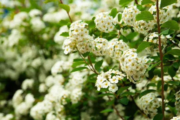 Yeşil kökler üzerinde çiçek açan beyaz spirea çiçeklerine (Spiraea) yakın plan, doğal ışıklandırmayla ön açıdan çekilmiş. Çiçek kümeleri odak noktasında, arka plan yavaşça bulanık. 