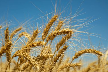 Mavi gökyüzünün altında altın buğday kulakları