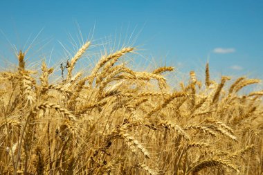 Mavi gökyüzünün altında altın buğday kulakları