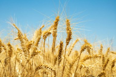 Mavi gökyüzünün altında altın buğday kulakları
