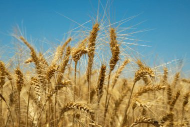 Mavi gökyüzünün altında altın buğday kulakları