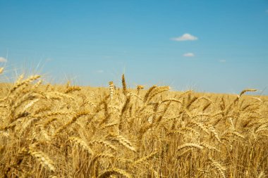 Mavi gökyüzünün altındaki altın buğday tarlası