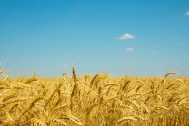 Mavi gökyüzünün altındaki altın buğday tarlası