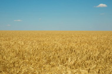Mavi gökyüzünün altındaki altın buğday tarlası