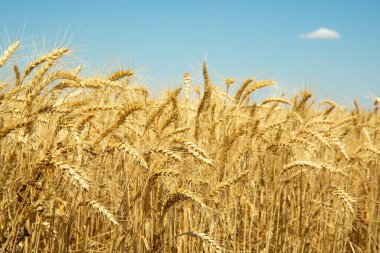 Mavi gökyüzünün altındaki altın buğday tarlası