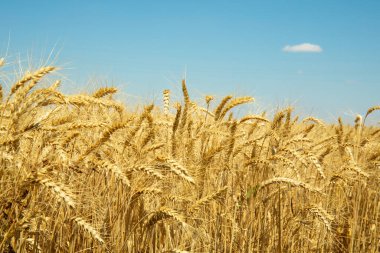 Mavi gökyüzünün altındaki altın buğday tarlası