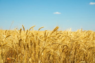 Mavi gökyüzünün altındaki altın buğday tarlası