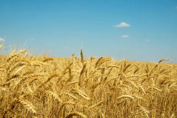 Mavi gökyüzünün altındaki altın buğday tarlası