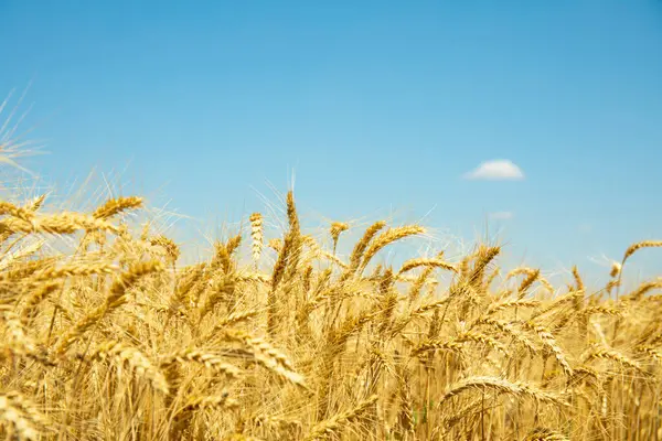 Mavi gökyüzünün altındaki altın buğday tarlası