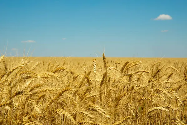 Mavi gökyüzünün altındaki altın buğday tarlası