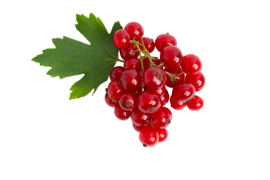 Yapraklı kırmızı frenk üzümü kümesi, şeffaf arkaplanda izole edilmiş, PNG