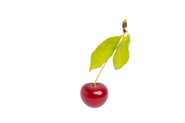 Yaprakları olan tek kiraz, şeffaf arkaplanda izole edilmiş, PNG