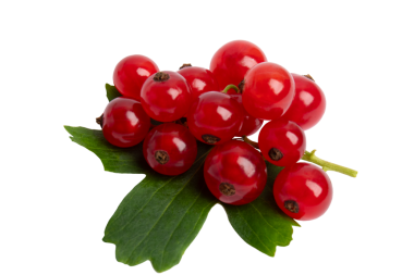 Yapraktaki kırmızı üzümler, şeffaf arkaplanda izole edilmiş, PNG