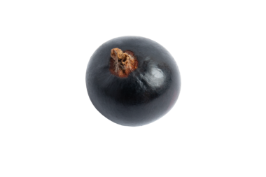 Tek siyah frenk üzümü, şeffaf arkaplanda izole edilmiş, PNG