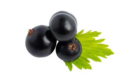 Yapraklı siyah frenk üzümü, şeffaf arkaplanda izole edilmiş, PNG