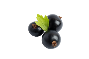 Yapraklı kuşüzümü, şeffaf arkaplanda izole edilmiş, PNG