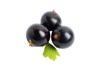 Üç Jabuticaba dutu, şeffaf arkaplanda izole edilmiş, PNG