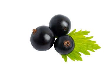 Üç Jabuticaba dutu, şeffaf arkaplanda izole edilmiş, PNG