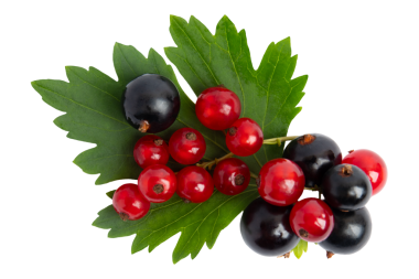 Yapraklı kırmızı ve siyah üzümler, şeffaf arkaplanda izole edilmiş, PNG