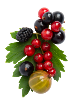 Yeşil yapraklar üzerinde karışık böğürtlen, şeffaf arka planda izole edilmiş, PNG