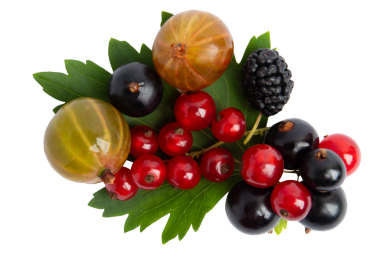 Yeşil yapraklar üzerinde karışık böğürtlen, şeffaf arka planda izole edilmiş, PNG