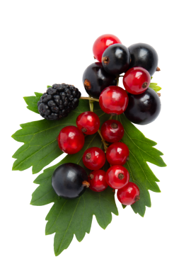 Yeşil yapraklar üzerinde karışık böğürtlen, şeffaf arka planda izole edilmiş, PNG