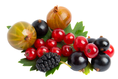 Yeşil yapraklar üzerinde karışık böğürtlen, şeffaf arka planda izole edilmiş, PNG