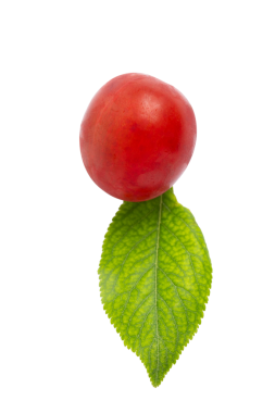 Yapraklı kırmızı kiraz eriği, şeffaf arkaplanda izole edilmiş, PNG