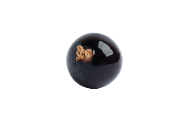 Tek siyah frenk üzümü, şeffaf arkaplanda izole edilmiş, PNG